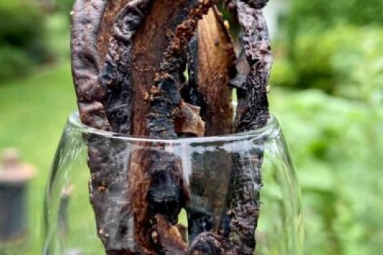 Mushroom Jerky Mushroom Jerky